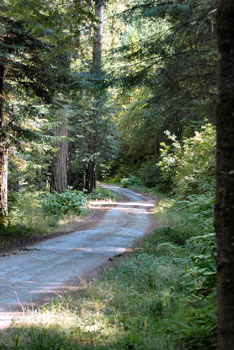 The Trail out of Jackson Forest Ride Camp